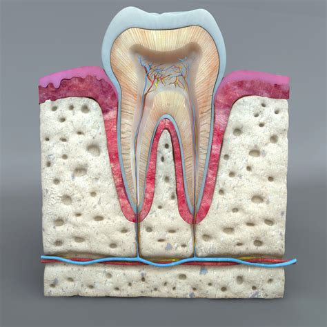 Teeth diagram 3D Model .obj .3ds .fbx .c4d - CGTrader.com