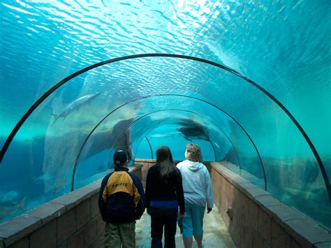 Atlantis Aquarium Bahamas Loved it!! | Cool places to visit, Oregon coast, Places to travel