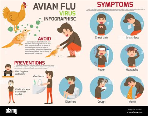 Avian flu infographic elements. Bird flu disease. Discussion on bird flu virus and symptoms ...