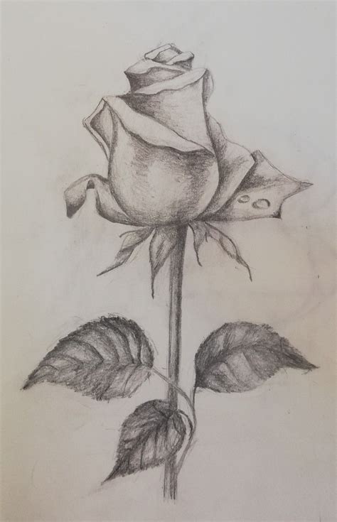 Rose sketch | Pencil drawings of flowers, Rose sketch, Art drawings sketches