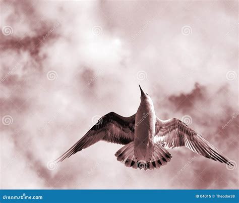 Bird With Open Wings Royalty Free Stock Photo - Image: 4015