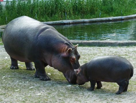 File:Mother-hippo-and-baby-hippo.jpg