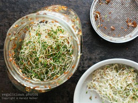 Alfalfa sprouts – vegalicious.photos