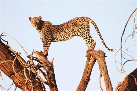 Leopard on Tree | Smithsonian Photo Contest | Smithsonian Magazine