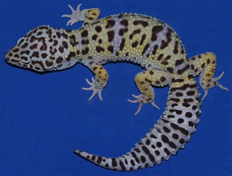 35 Awesome Leopard Gecko Morphs (With Pictures): The Complete Guide