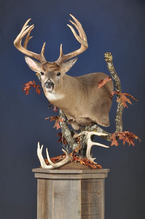 Pedestal Mounts — Dewey Wildlife Studio LLC.