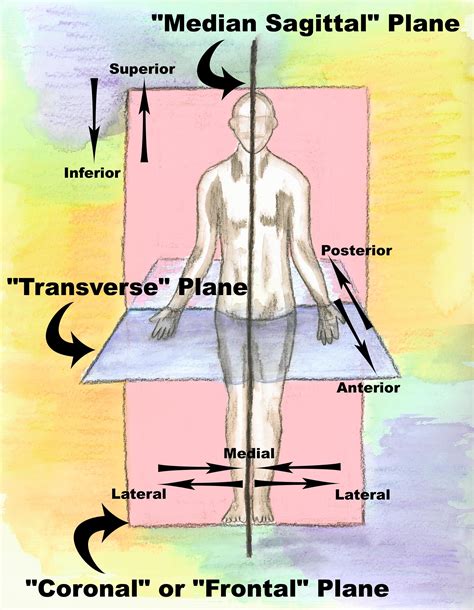 These Are the Anatomical Directional Terms You Should Know | Human anatomy and physiology ...