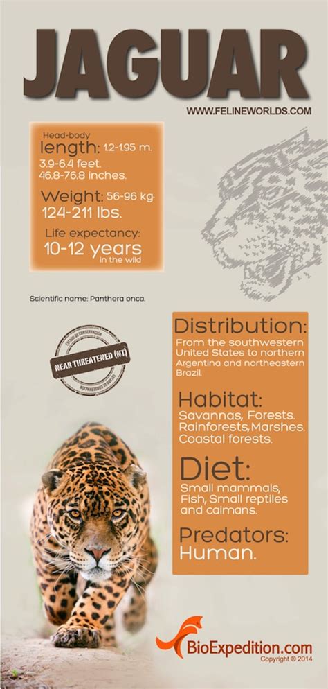 Jaguar Infographic