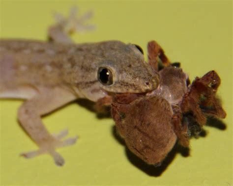 Common House Gecko Facts and Pictures | Reptile Fact