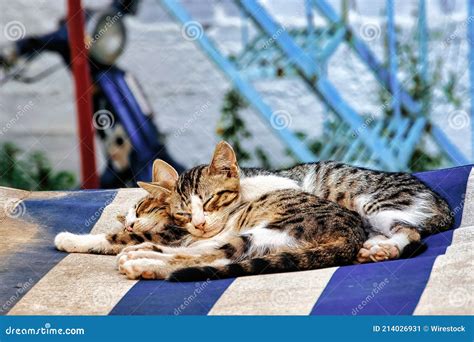 Primer Plano De Gatitos Lindos Durmiendo Juntos Imagen de archivo - Imagen de purebred, piel ...