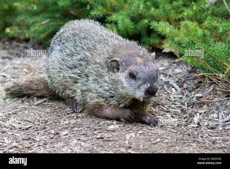 Groundhog burrow usa hi-res stock photography and images - Alamy