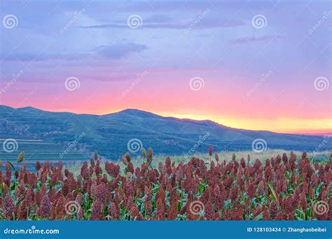 Sorghum Field in Sunset Glow Stock Photo - Image of afterlight, kaoliang: 128103434