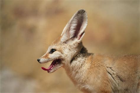 Facts About Fennec Foxes