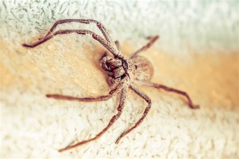 Huntsman Spider Bite