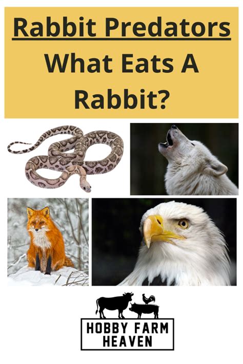 What Eats A Rabbit: Top Rabbit Predators · Hobby Farm Heaven