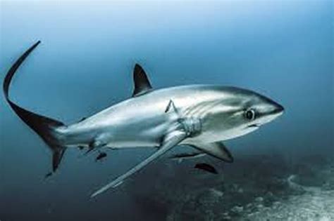 Thresher Shark - Ultimate Animals