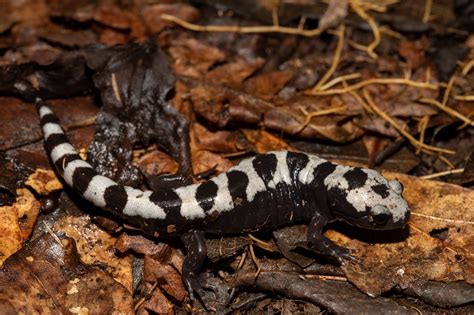 Marbled Salamander | South Carolina Partners in Amphibian and Reptile Conservation