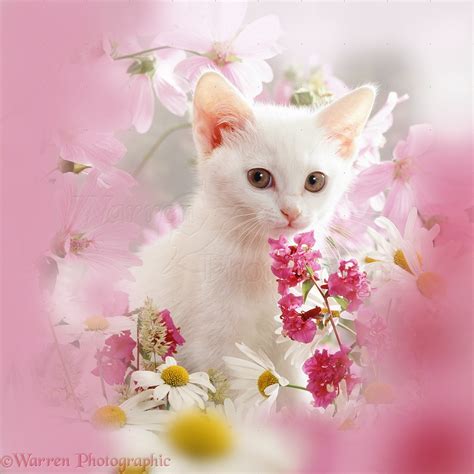 White kitten and pink flowers photo - WP08965