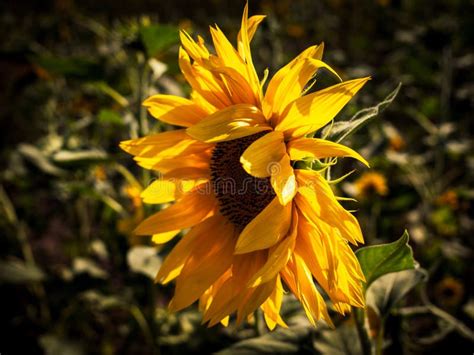 Side view of the sunflower stock photo. Image of blue - 124068556