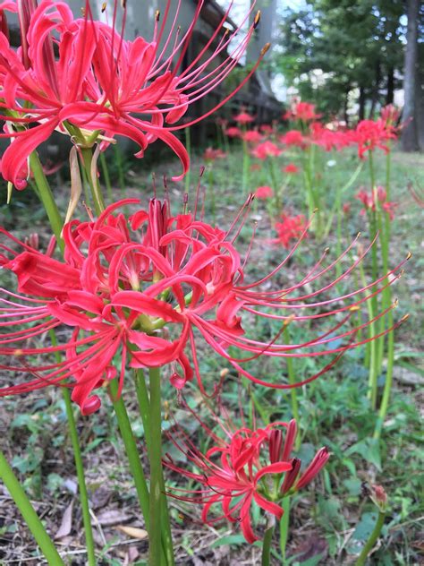 Red Spider Lily (Higanbana): A Symbol of Autumn...and Death?