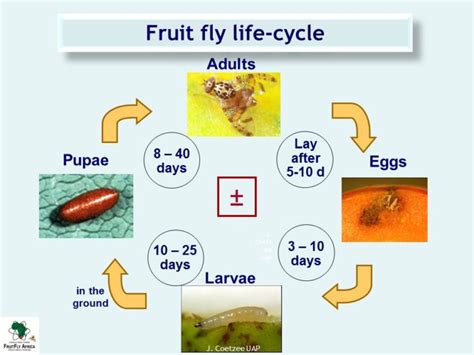 Life-Cycle & Identification - Fruit Fly Africa