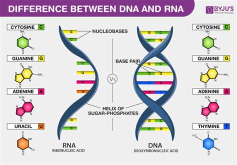 Can RNA Turn Into DNA? - BYJU'S NEET