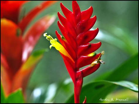 Vacation 2011: Flowers of Brazil