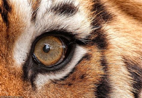 Tiger eye | Глаза тигра, Животные, Фотографии животных