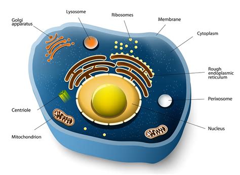 Animal Cell 3D Model – Definition, Parts, Structure, and Diagram in Metaverse