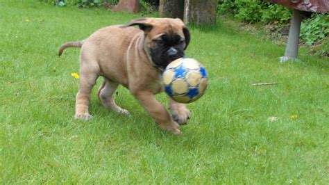 #boerboel puppy pics - CARIAD BOERBOELS Puppies For Sale UK Nobody does ...