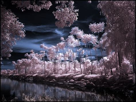 >: Infrared Photography