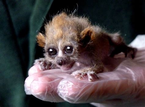 Pygmy Slow Loris Info, Diet, Habitat, Conservation, Pictures