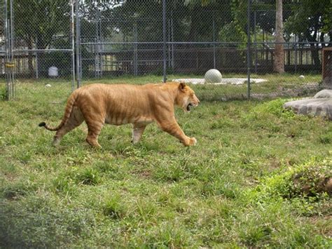 Busch gardens liger photo