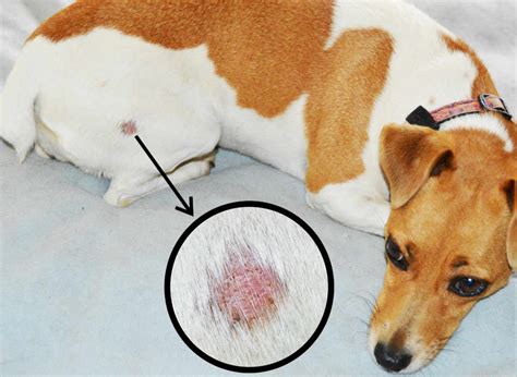 Dog’s Hair Loss Patch / Bald Spot: What is it? [Vet Advice]