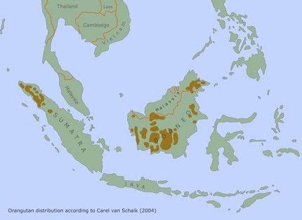 Orangutan distribution map | Map, Animal species, Species