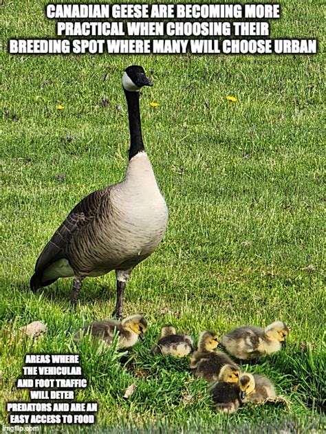 Goose With Goslings - Imgflip