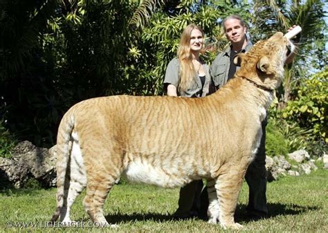 Ligers | Liger Pictures | Hercules | Frankencats | Images