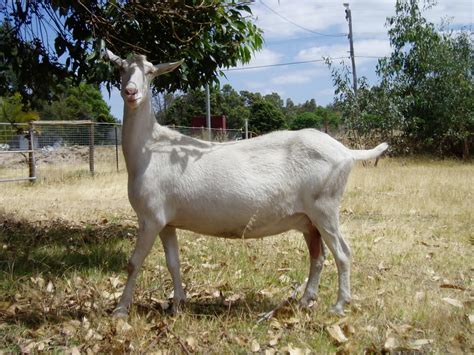 The Saanen Dairy Goat - Serendipity Dairy Goats