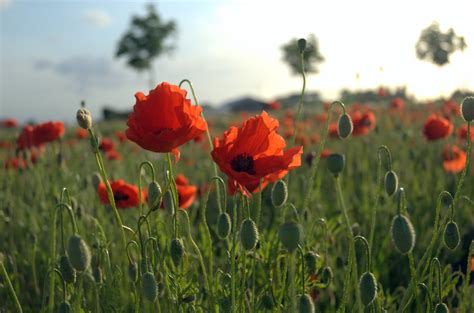 File:Poppies Field in Flanders.jpg