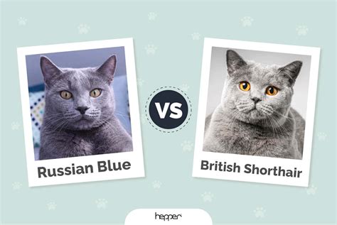 Russian Blue vs. British Shorthair: Differences Explained (With ...