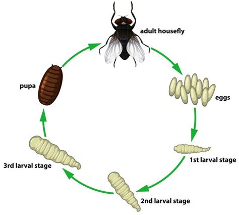 Fruit Fly Life Cycle Stages