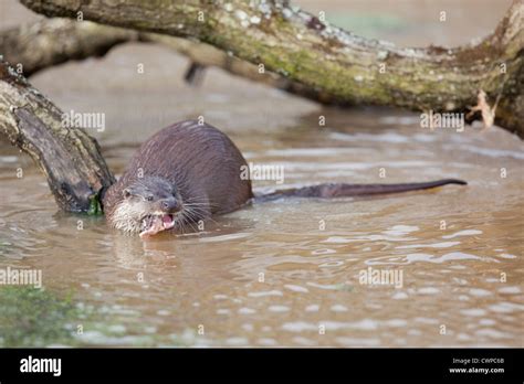 Otter; Lutra lutra; UK; eating Stock Photo - Alamy