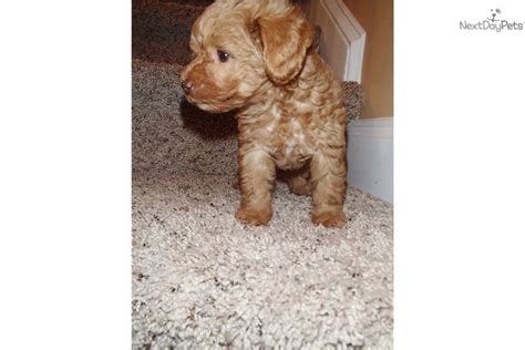 Yorkiepoo - Yorkie Poo puppy for sale near Jacksonville, North Carolina | ac88a4ab-6b41