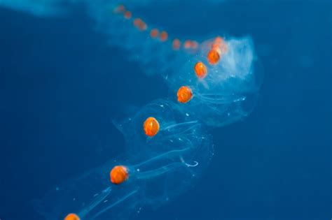 Salp is it a Jellyfish? | Auckland Scuba Dive