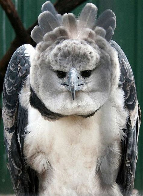 American Harpy Eagle | Unusual animals, Harpy eagle, Weird animals