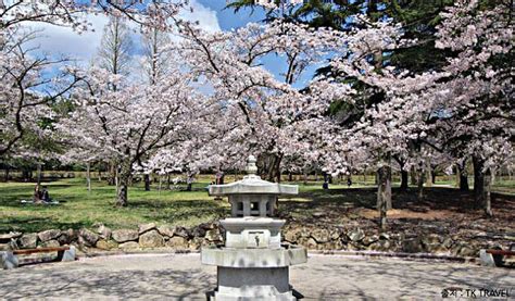 Gyeongju Cherry Blossom Festival 2019 Day Tour from Seoul - Trazy, Korea's #1 Travel Guide