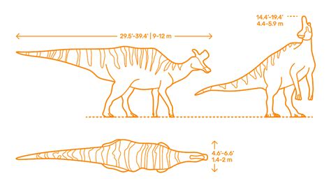 Lambeosaurus (Lambeosaurus lambei) Dimensions & Drawings | Dimensions.com