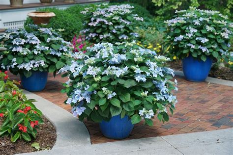 Shrubs for Shade - Homestead Gardens, Inc.