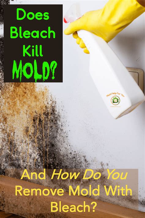 Does Bleach Kill Mold | Mold Help For You