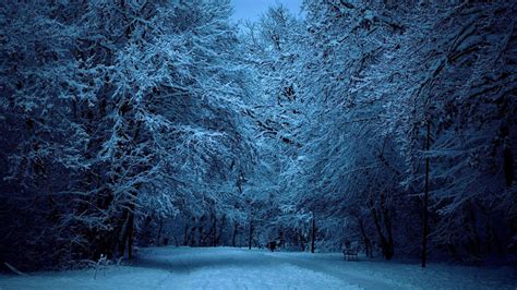 Winter Night Forest Wallpapers - Top Free Winter Night Forest ...